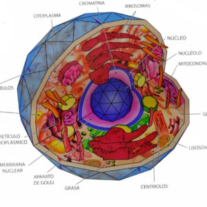 CELULA ANIMAL Maqueta para Recortar y Armar