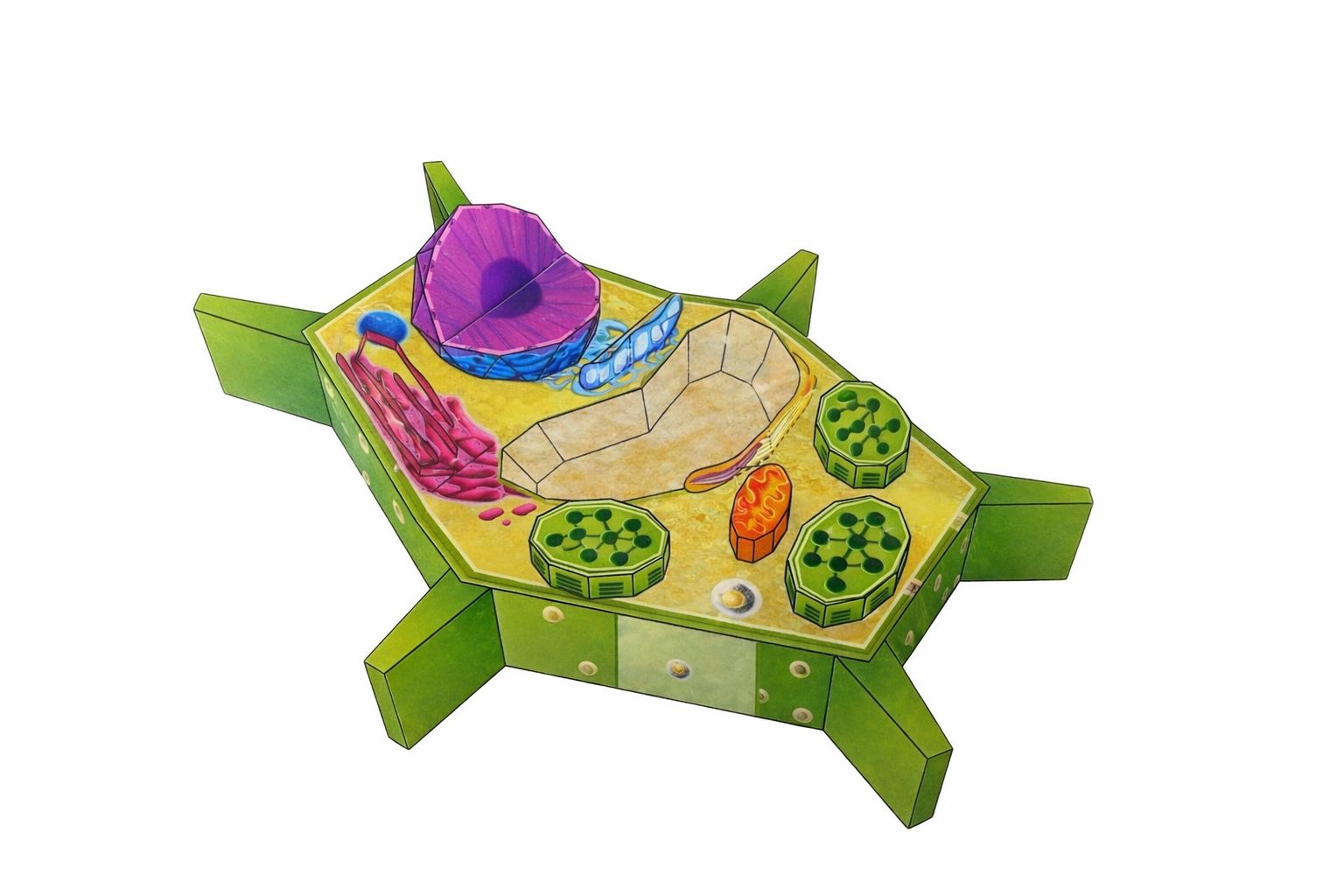 CELULA VEGETAL Maqueta para Recortar y Armar