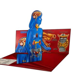 SISTEMA ENDOCRINO Maqueta para Recortar y Armar