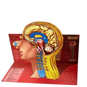 SISTEMA NERVIOSO Maqueta para Recortar y Armar