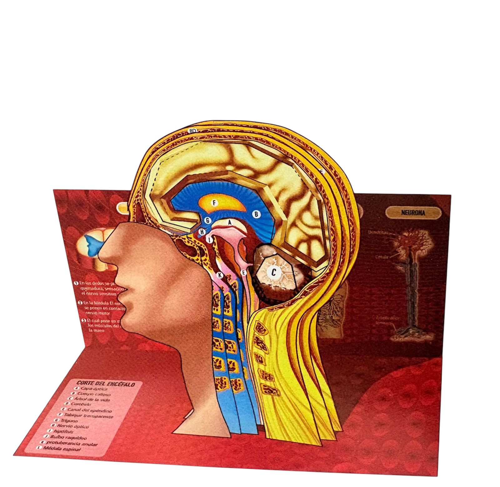 SISTEMA NERVIOSO Maqueta para Recortar y Armar